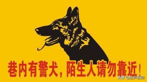 吉娃娃图片:写着“内有恶犬”、实际却是萌犬的图片有哪些？你最喜欢哪些呢？ 多肉吉娃娃图片