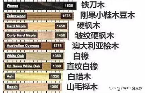 南非犰狳蜥:现实中有枪都伤害不了的生物吗