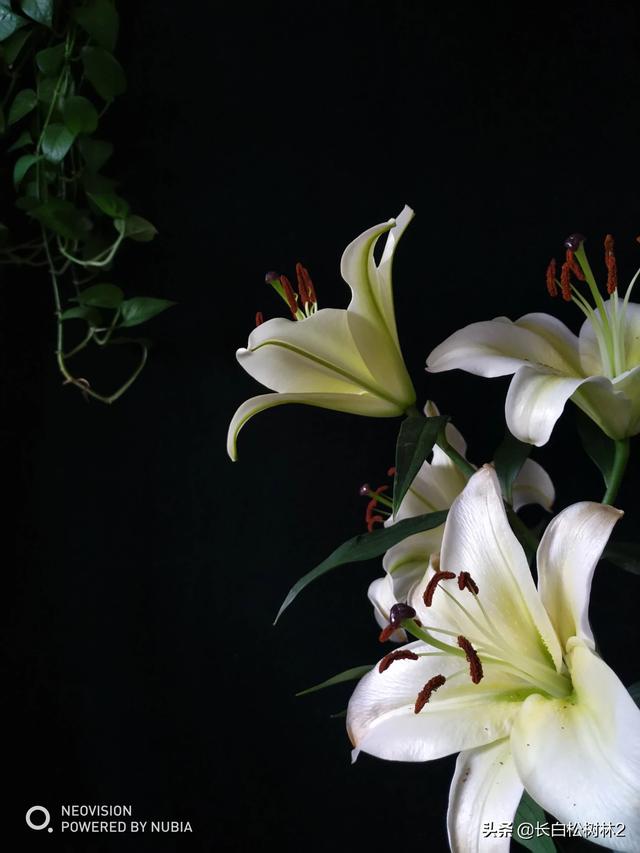 请问努比亚系列手机怎么样？近期销声匿迹了呢？