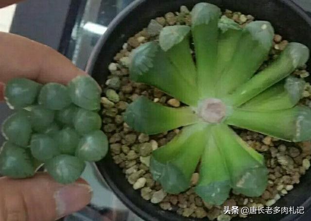 冰灯玉露价格:如何养殖多肉植物中的冰灯玉露？