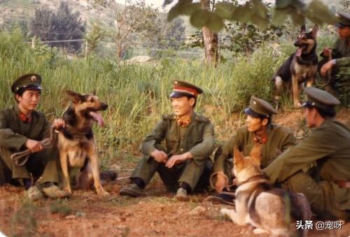 昆明犬图片:我国的昆明犬打得过比特犬吗？