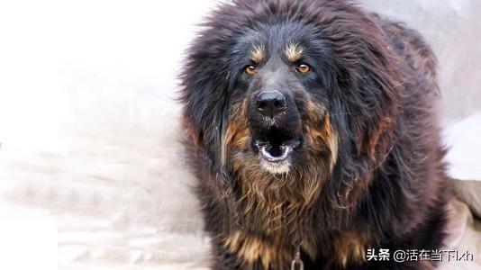 哪些城市允许养大型犬？