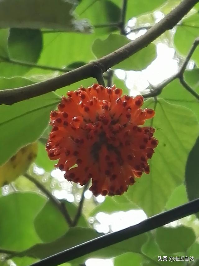 头条问答 植物种子是如何散播的 走近自然的回答 0赞