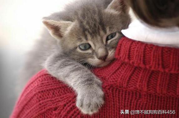 欧洲短毛猫1011欧洲短毛猫:寿命短的猫咪一般会有什么特征？