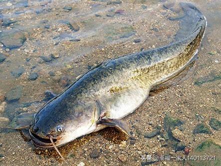 关于什么鱼食腐又好养?知识的介绍