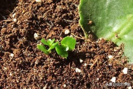 长寿花的繁殖方法大全:长寿花扦插需要先晾伤口吗？