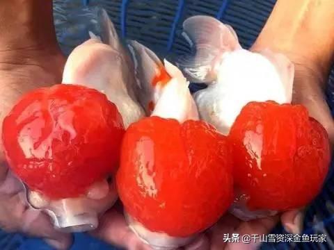 鹤顶红金鱼能和金鱼一起养吗:鹤顶红草金鱼适合放一起养吗？