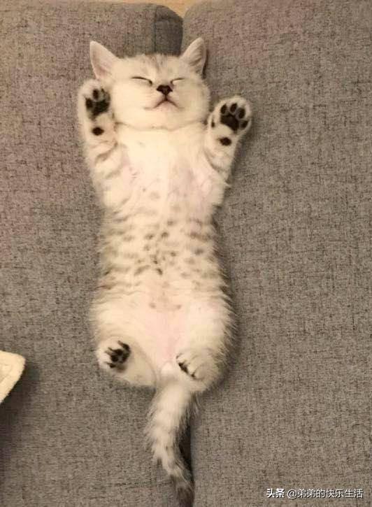 猫咪掉毛,猫咪掉毛掉的厉害怎么办？