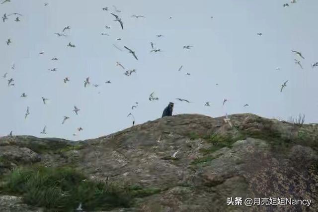 斑鱼狗是珍稀鸟类:浙江3女子捡野鸟蛋被刑拘，野鸟蛋不能捡吗？