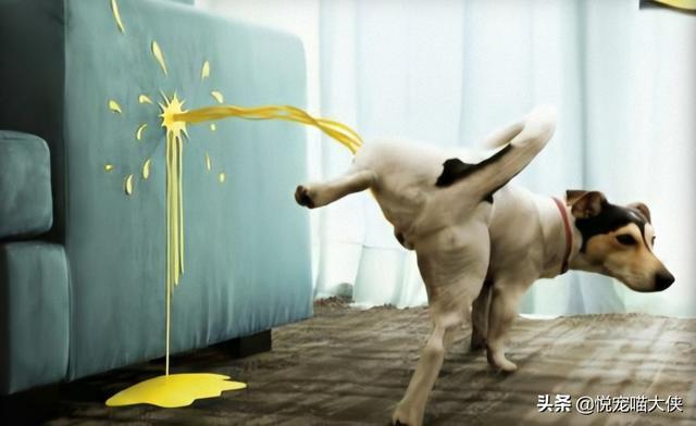 狗狗总是舔丁丁怎么办 头条问答