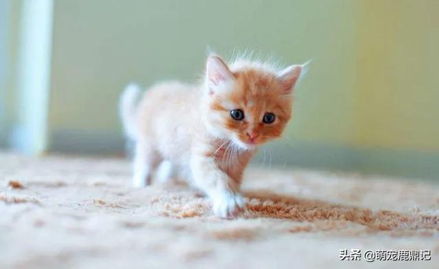 猫老了以后生下的孩子为什么自己要吃掉？