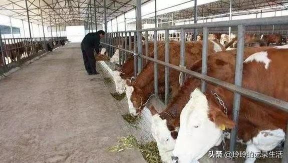 小古牧犬价格:养10头小母牛大概需要多少钱？