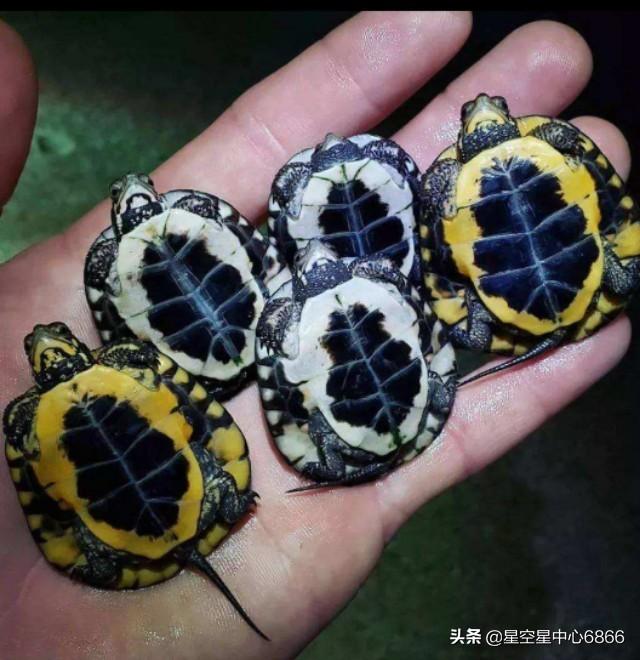 三眼恐龙虾:猫猫狗狗真的会吃主人的尸体吗