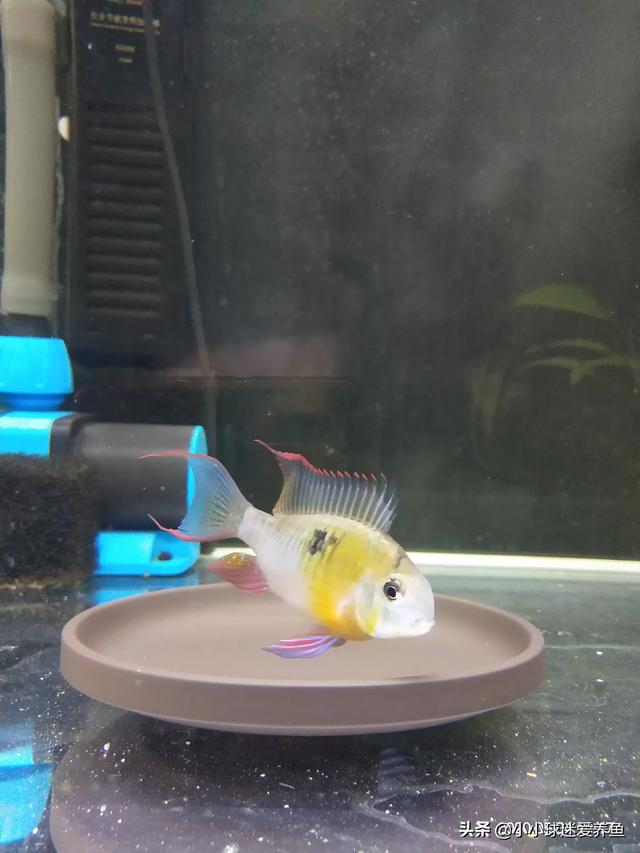 在小区门口卖斑马宠物鱼怎么样？