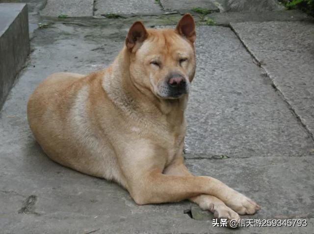 南京皇朝博美犬舍网址:这些年被不良繁殖人玩坏的狗有哪些？