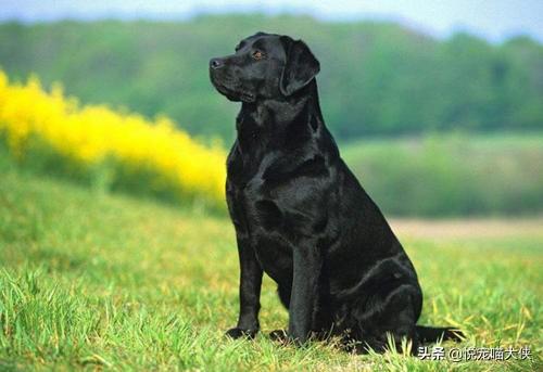 拉布拉多犬和金毛哪个好犬好:第一次养宠物，金毛和拉布拉多哪个合适？为什么？