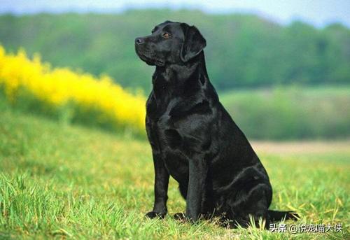 拉布拉多犬和金毛狗的区别:金毛犬和拉不拉多有什么不一样？ 拉布拉多和金毛犬他们的优势