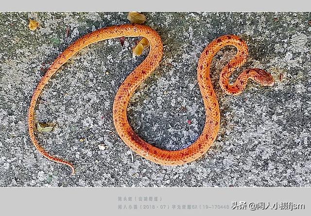 水蛇图片:你手机拍的蛇类的照片能否分享一下？