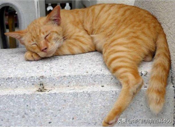 猫 心丝虫 检测:猫心丝虫检测 猫咪身上有虫，会有什么表现？