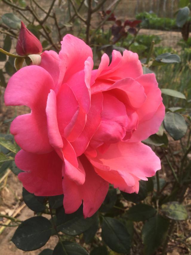 宇芽家暴:施暴者值得被原谅吗？如何看待网红宇芽被家暴事件？