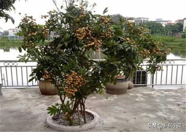 庭院十大吉祥之树,请问有什么适合庭院种植的果树？