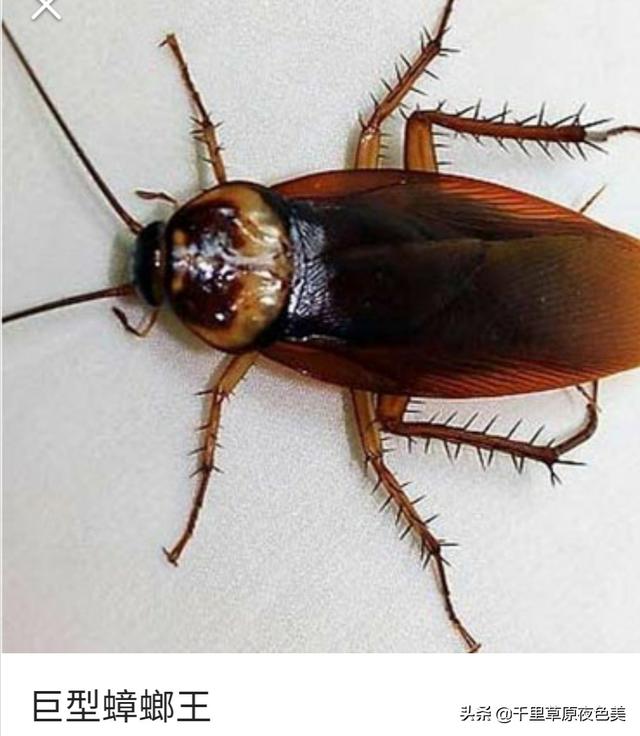 发现有蟑螂往床上爬怎么办