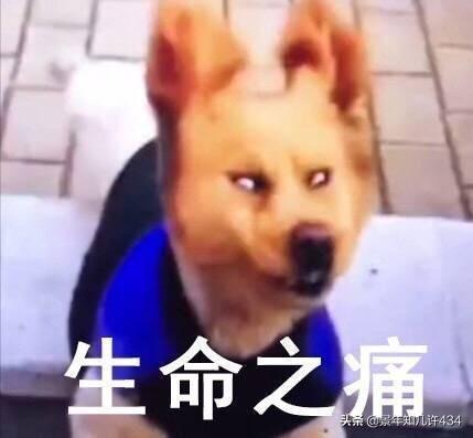 可爱萌宠图片:图片可爱萌萌哒头像 大家有没有什么萌宠表情包？越沙雕越可爱越好？