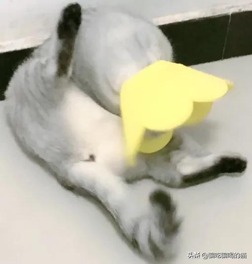 瓜皮猫视频:瓜皮猫表情包 光猫为什么有千兆口和百兆口，两个不同的接口？二者有什么区别？
