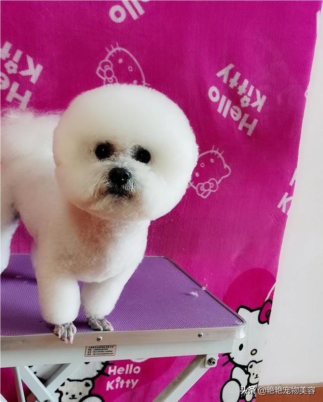 报告狗班长视频:报告狗班长西泽 如何提高金毛犬对主人的服从性？