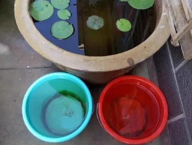 蜈蚣草图片:蜈蚣草图片的使用方法 古法养鱼，缸水变绿了怎么办？