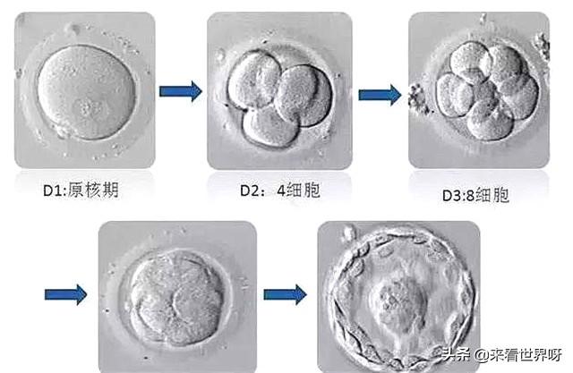 翻车鲀鱼一次产约3亿卵子:如果地球上的老鼠全部灭绝会怎样？