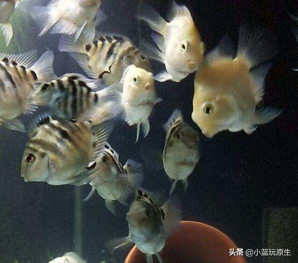 热带鱼