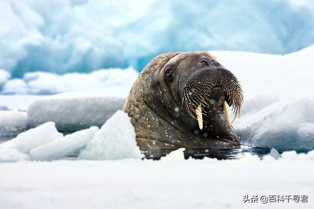 竖琴海豹:海豹、海象、海狮、海狗、海兔这几种动物都有什么不同？