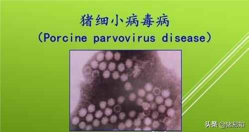 猪的细小病毒症状:后备母猪流行性腹泻可以免细小病毒苗吗？