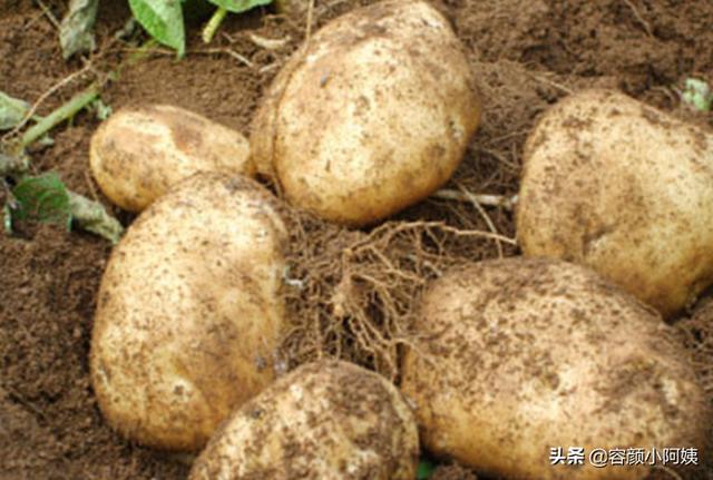 如何防止土豆发芽,怎么储存才能避免土豆发芽？