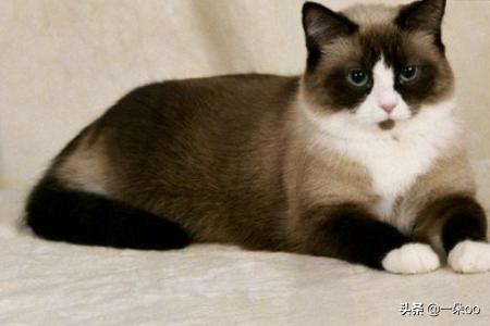 加拿大无毛猫壁纸:过敏性鼻炎，适合养什么猫，真的养不了任何猫吗？