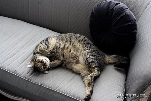 小猫的资料与图片:养猫养什么品种好？为什么？