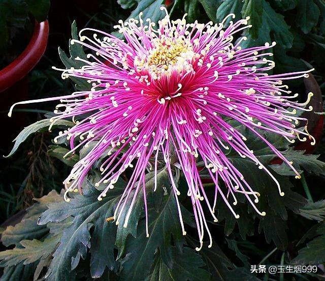 你们认为最美丽的花是什么花？把最美丽的花能跟大家一起分享吗？