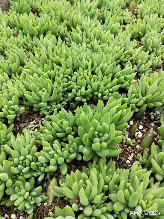 王玉珠帘多肉植物图片:这是什么品种的多肉植物？