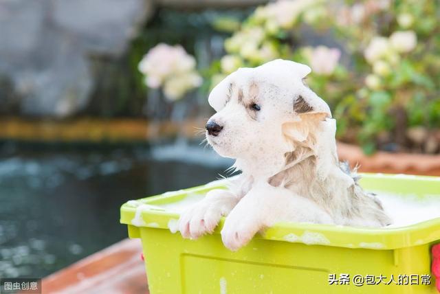 可蒙犬怎么洗澡:给狗狗洗澡时，到底怎样做，才不会让狗狗的鼻子进水或呛水？