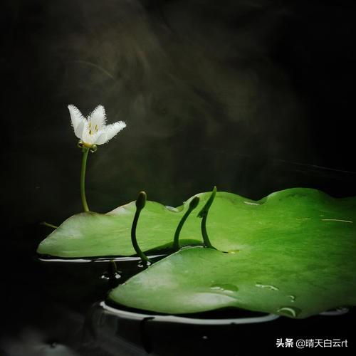 一叶兰l小盆怎样换大盆:一叶兰适合用大盆还是小盆 刚买回家的文竹怎样换盆？