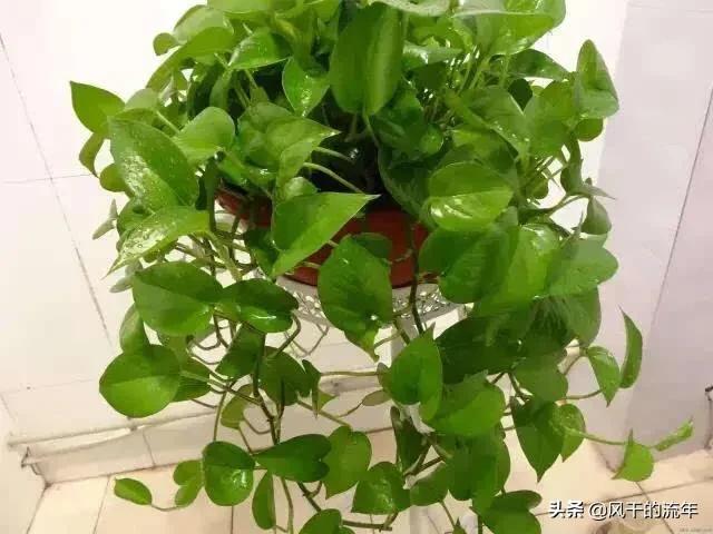 请问老师们太阳照不到的养什么样的植物？