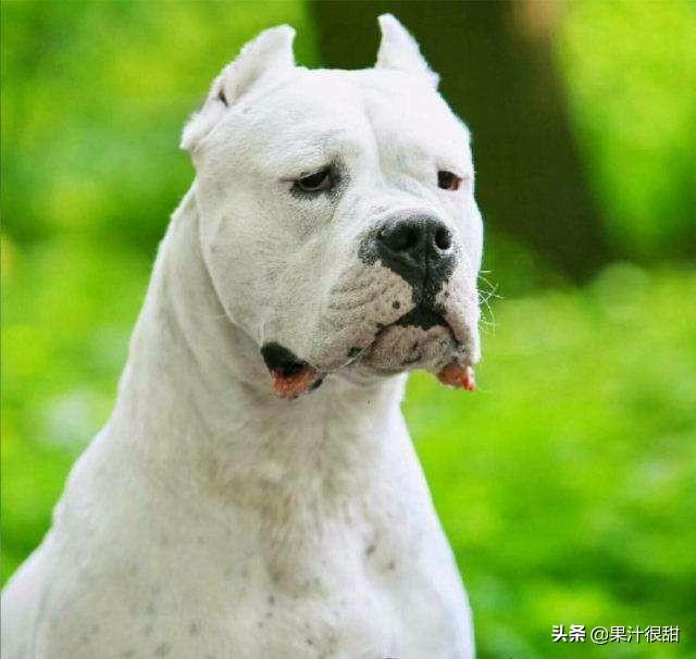 成年杜高犬价格:哪些品种的狗狗价格比较昂贵，不适合普通家庭？