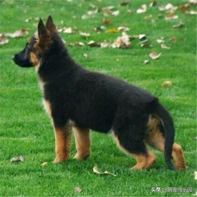 德牧是最好的护卫犬:德牧是智商超高最勇敢护卫犬 西德牧羊犬和东德牧羊犬哪个更忠诚一些？排犬类第几？