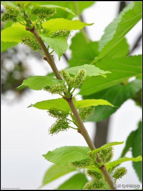 头条问答 - 听说广东很喜欢喝夏桑菊,这有什么用啊?(8个回答)