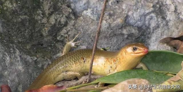 农村有种叫“狗婆蛇”的小动物,它生有四肢脚,是蛇吗？好不好吃？