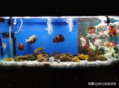 花鸟虫鱼里的虫:鱼缸过滤材料里有很多这种虫子是什么虫子，怎么办？
