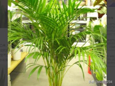室内净化空气植物盆栽:十大净化室内空气的植物？