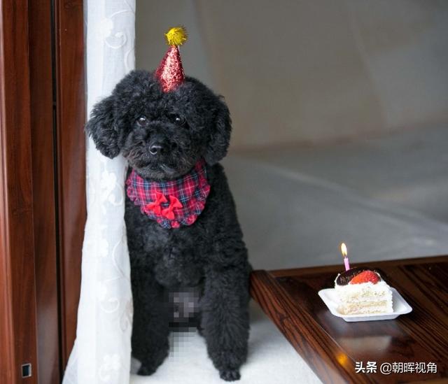 狗狗冲冲冲迅雷下载:你家狗狗做过什么让你哭笑不得的事？