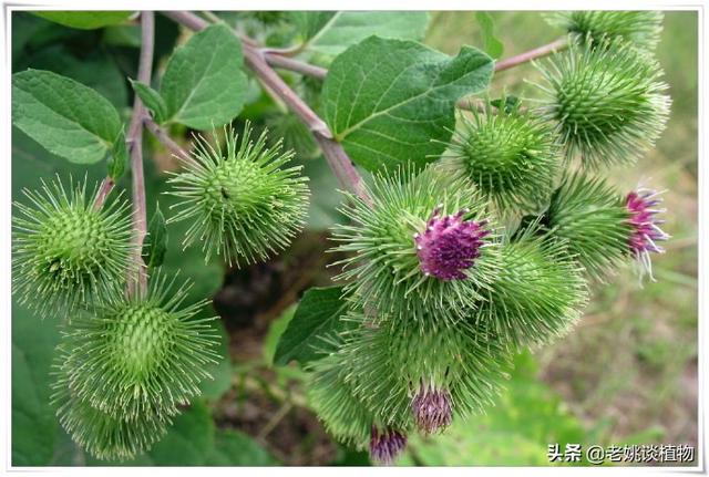 粘住:粘住是读zhan还是nian 粘纸不粘了，怎么才能再粘住？